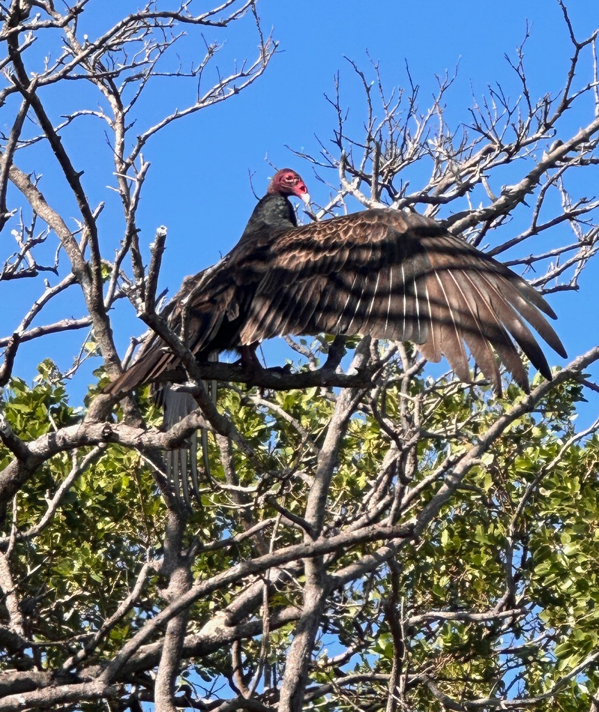 Eastern Turkey Vulture from Mangrove Island , FL, USA on November 19
