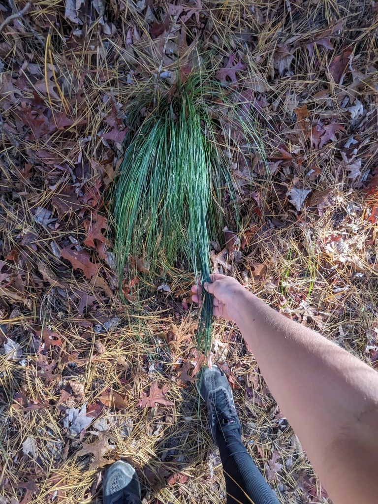 Turkey beard in November 2023 by Ruth Cumberland · iNaturalist