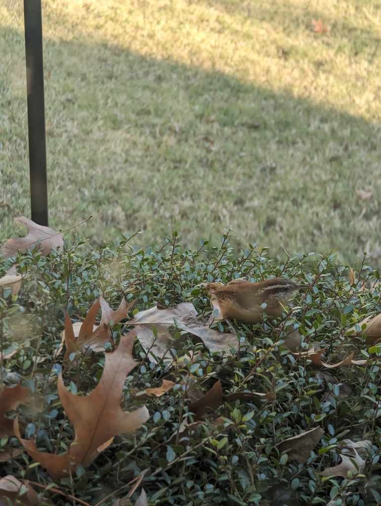 Carolina Wren from Hillwood, Montgomery, AL, USA on November 24, 2023
