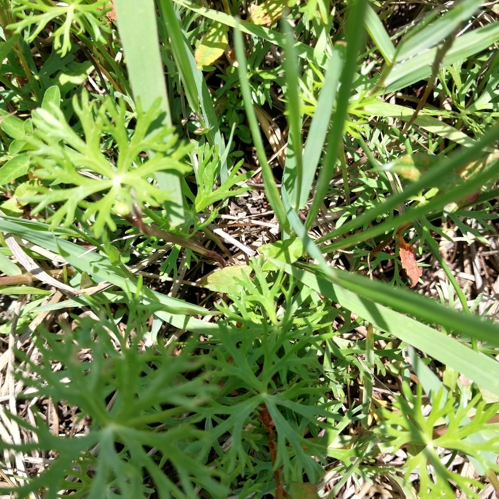 buttercups from Eungai Creek NSW 2441, Australia on November 27, 2023