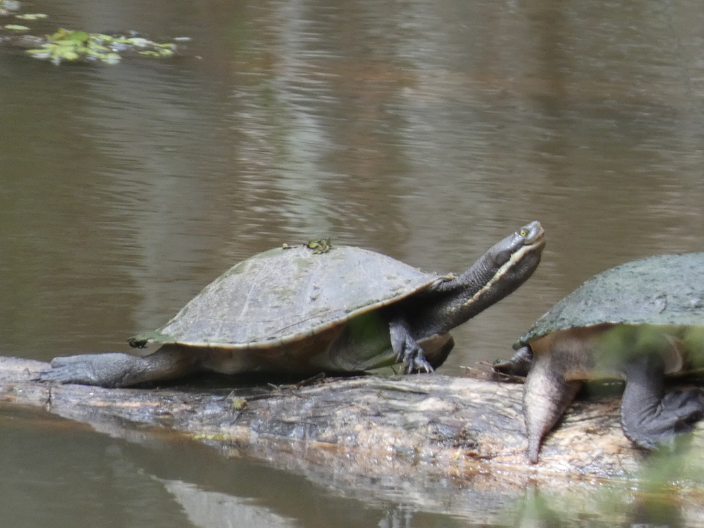 Macquarie Turtle from Brisbane QLD, Australia on November 27, 2023 at