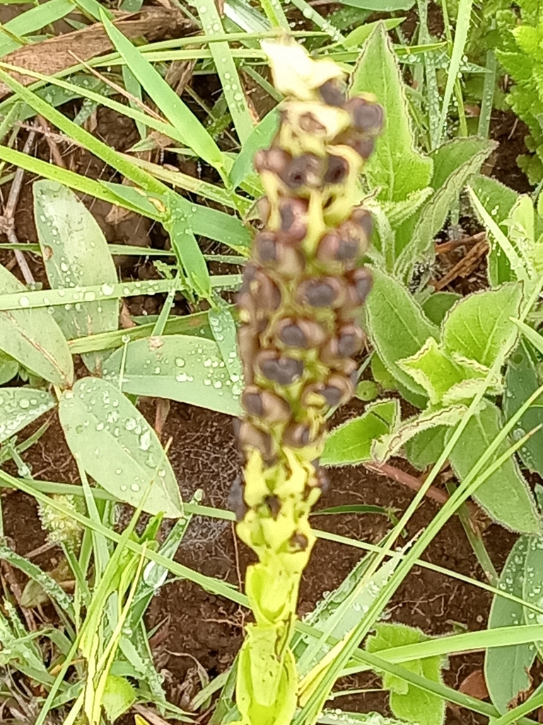 Pterygodium nigrescens from Camperdown Rural, 3720, South Africa on