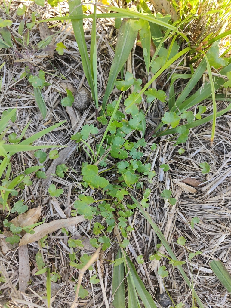 Something from Short St after Hayward St, Port Macquarie NSW 2444