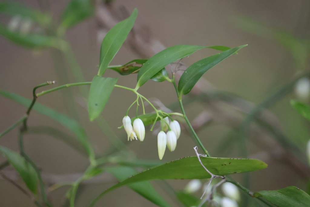 Climbing Lily from Olivia Dr, Carina Heights QLD 4152, Australia on
