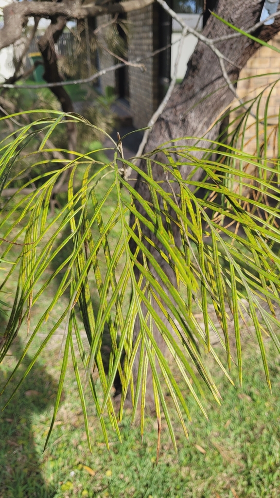 Grevilleas from Coral Cres before Agate Ave, Pearl Beach NSW 2256
