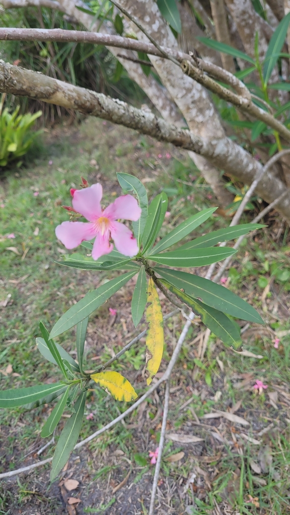 oleander from Coral Cres before Agate Ave, Pearl Beach NSW 2256