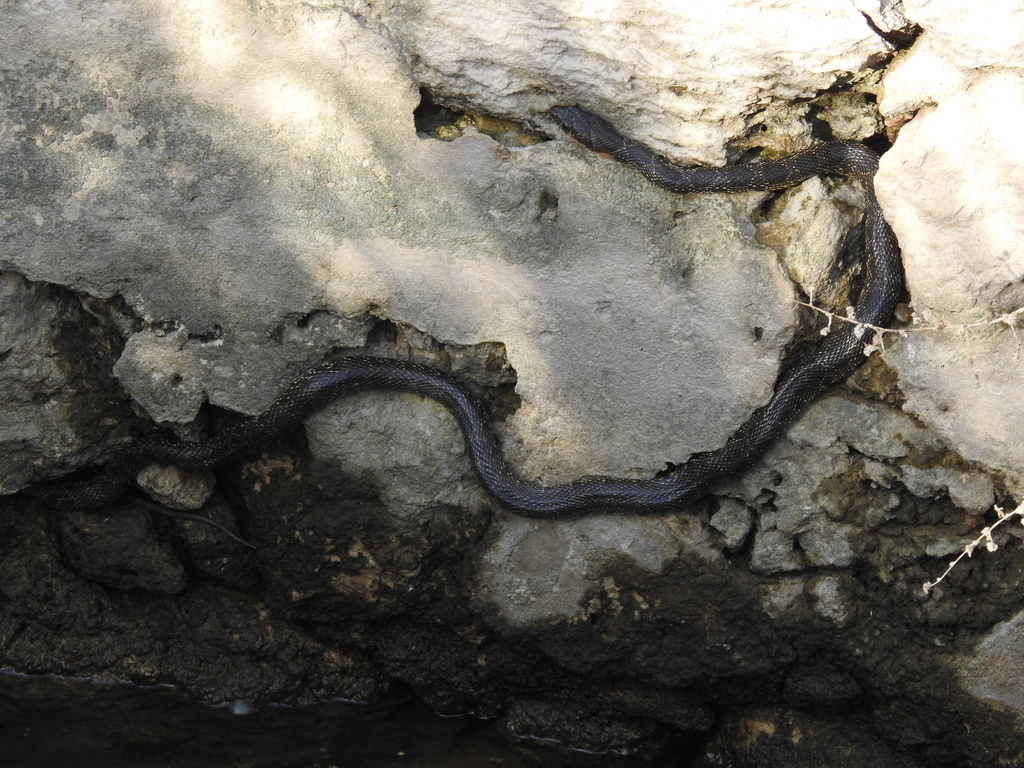 Horseshoe Whip Snake from 8365 Pêra, Portugal on December 3, 2023 at 03
