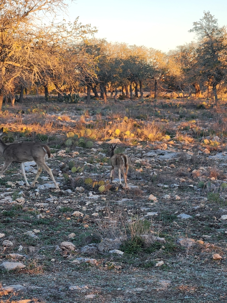 Whitetailed Deer from Harper, TX 78631, USA on December 29, 2023 at 05