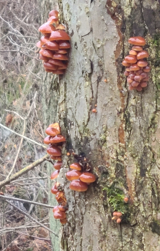 Velvet Foot from Independence Township, PA, USA on January 1, 2024 at
