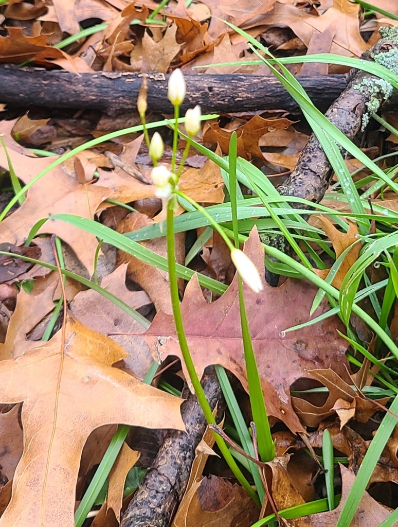 crowpoison from Sheridan Apartments, Plano, TX 75074, USA on January 5
