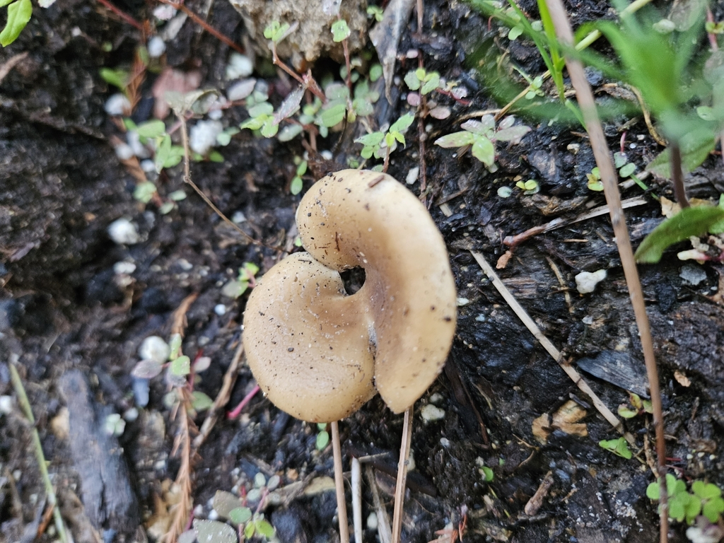 Shoehorn Oyster from Houston, TX 77062, USA on January 5, 2024 at 0518 PM by Hannah Pepper