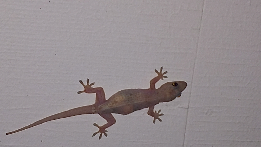 Tropical House Gecko from Virginia & Us 1 IB, Edgewater, FL 32132, USA on March 10, 2017 by bill