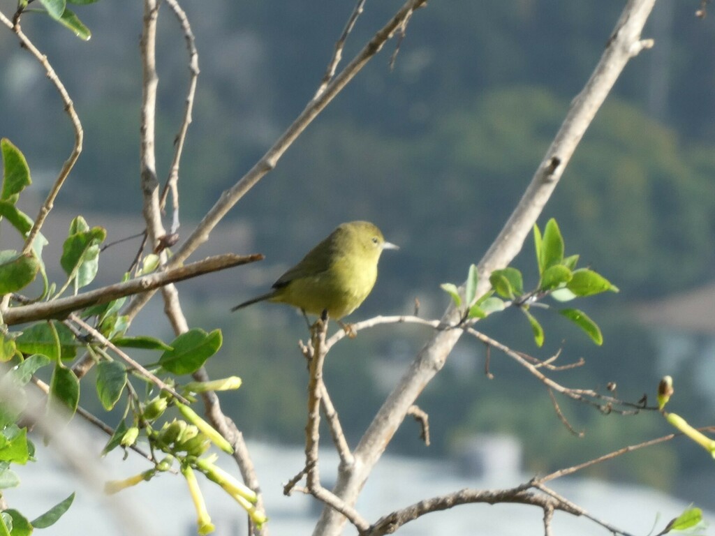 Orangecrowned Warbler from Blair Hills, Culver City, CA, USA on