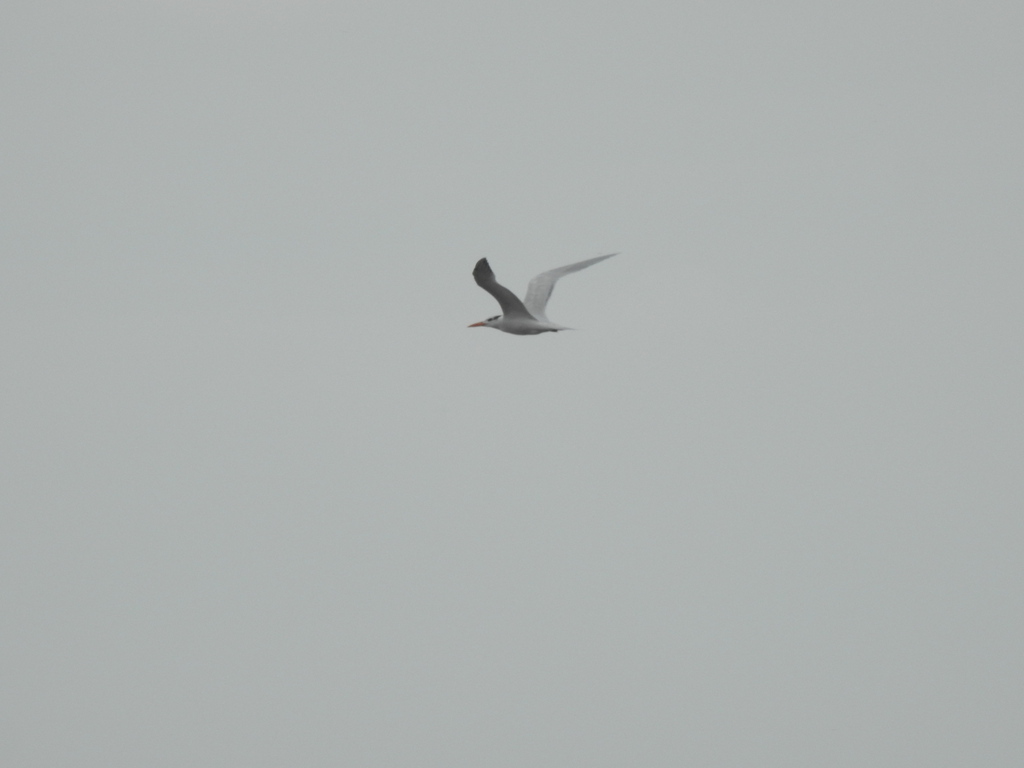 Royal Tern from Theodore Roosevelt Area at Timucuan Preserve, 13165 Mt Pleasant Rd, Jacksonville