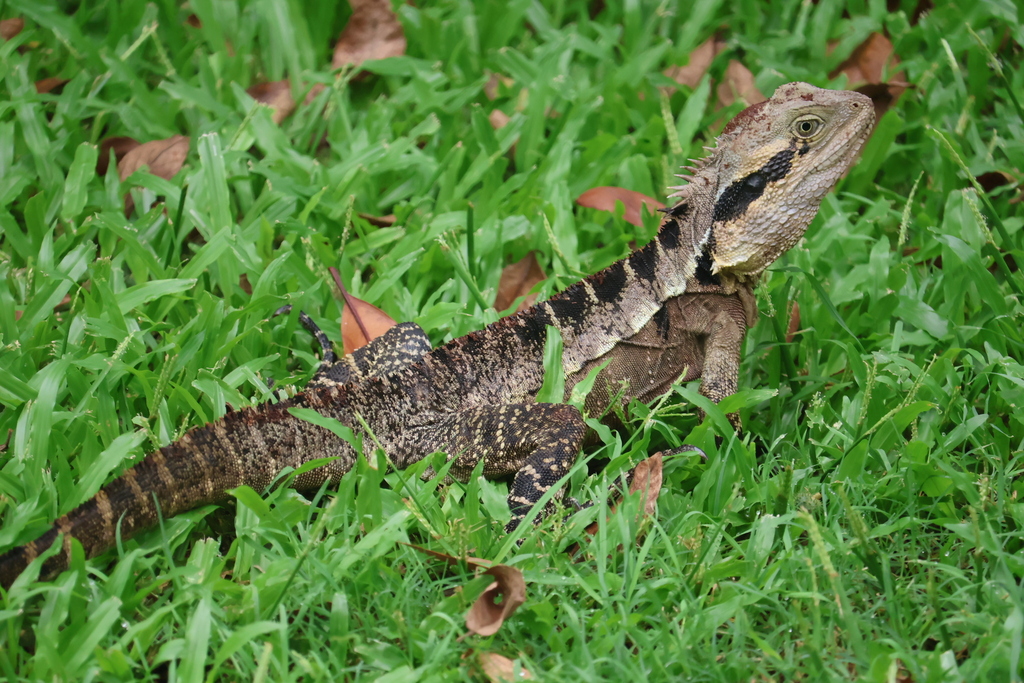 Eastern Water Dragon from Olivia Dr, Carina Heights QLD 4152, Australia