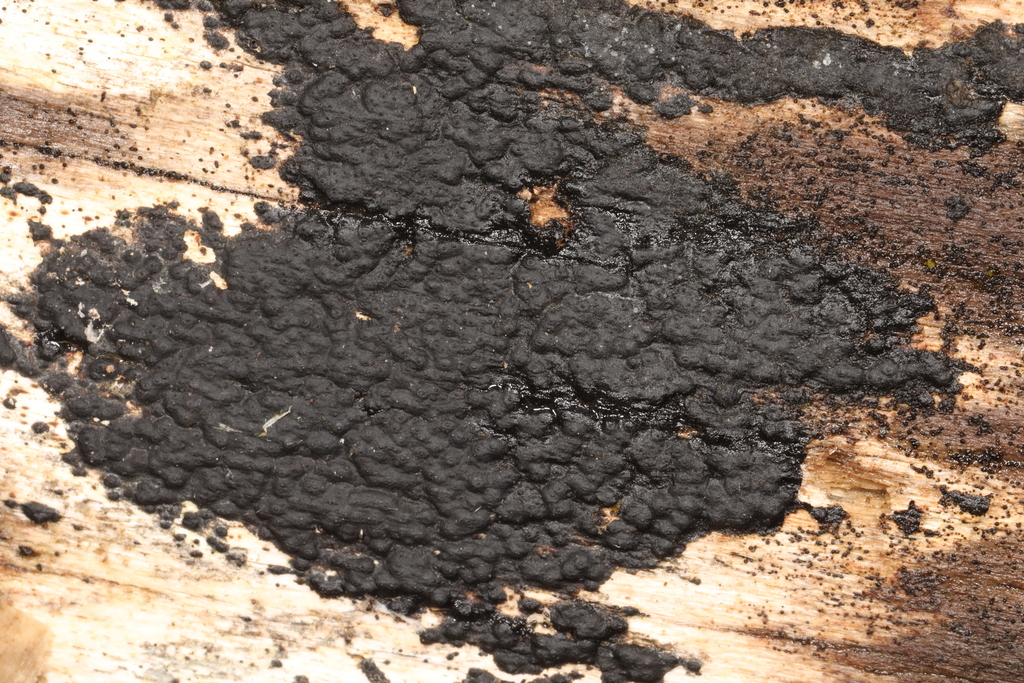 Fungi Including Lichens from Ann Rudd Saxman Nature Park, Donohoe Rd