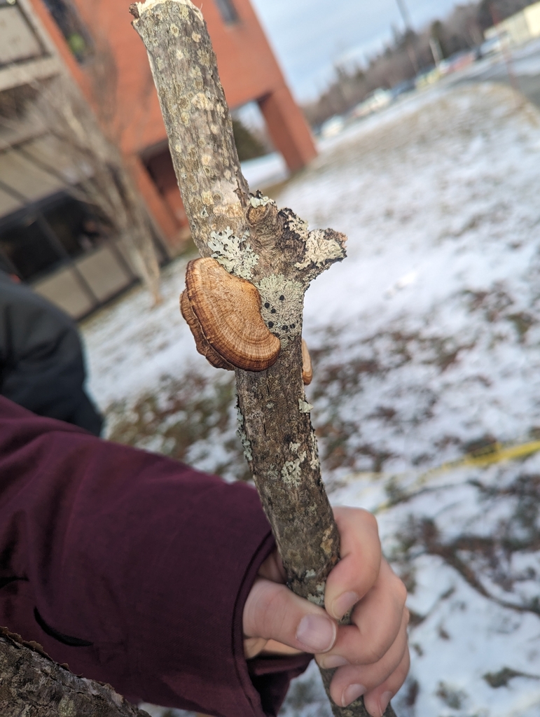 mushrooms, bracket fungi, puffballs, and allies from MacDonald