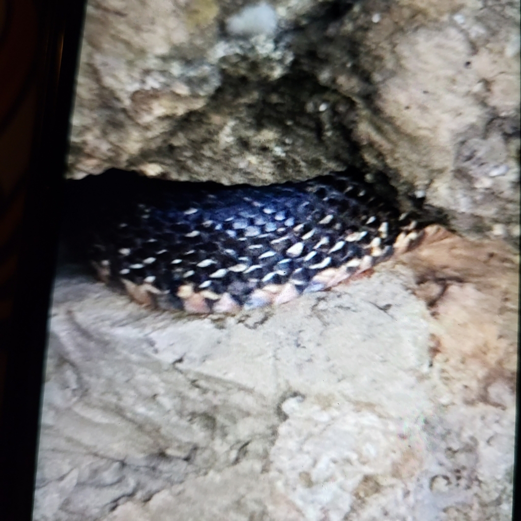 Horseshoe Whip Snake from 8700 Quelfes, Portugal on February 21, 2024