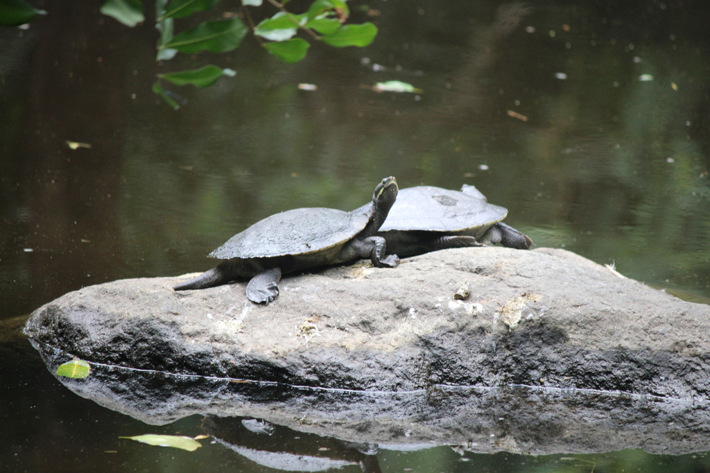 Eastern Shortnecked Turtle from Brisbane QLD, Australia on March 19