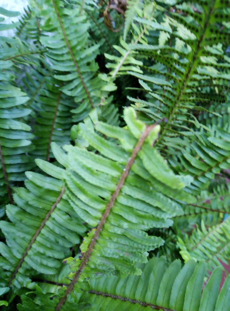sword ferns from 22 Balfour St, Woodstock, Cape Town, 7915, South