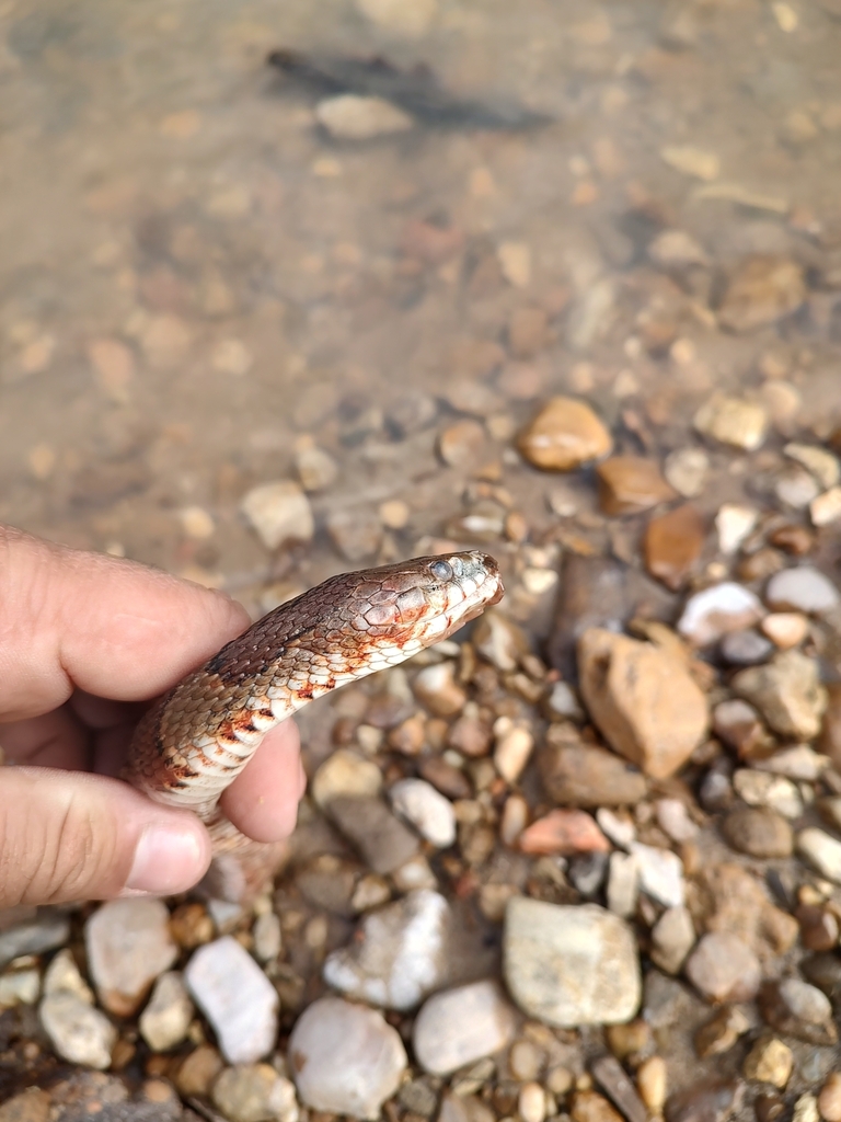 Common Watersnake from Lakes of Forest Hill, Memphis, TN, USA on March