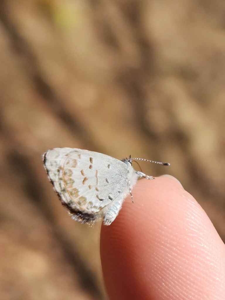 Spring Azure from Oneida Township, PA, USA on March 29, 2024 at 0239 PM by Shane Ross · iNaturalist