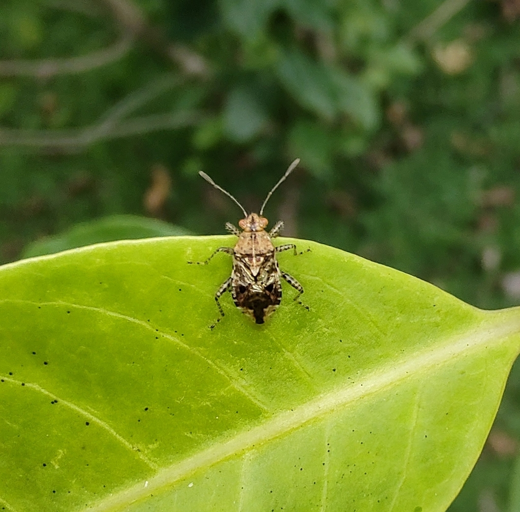Hibiscus Scentless Plant Bug from Vila Lucy, Goiânia GO, 74413