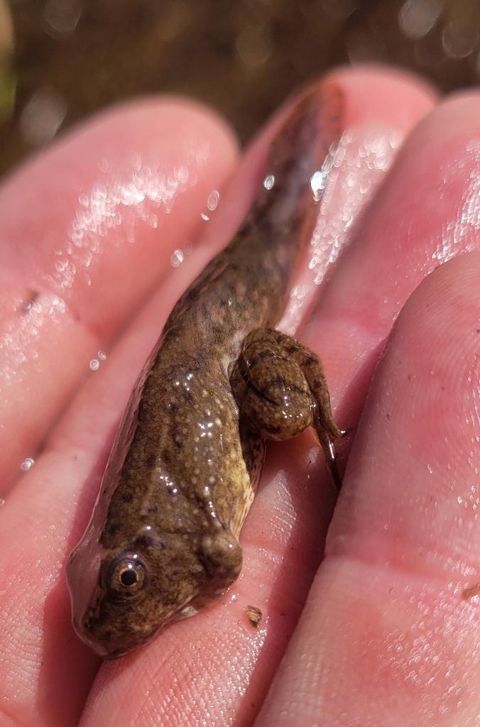 American Water Frogs from 8H92+F4 Gravel road to Dog Park / BMX Bike track, Hendersonville, NC