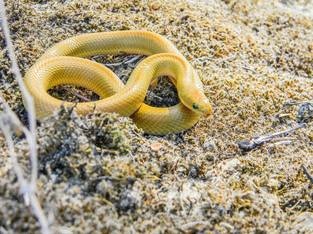Aurora House Snake from Cape Farms, Cape Town, South Africa on February