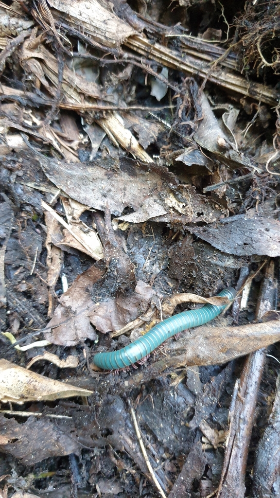Roundbacked Millipedes from Jamberoo NSW 2533, Australia on April 2