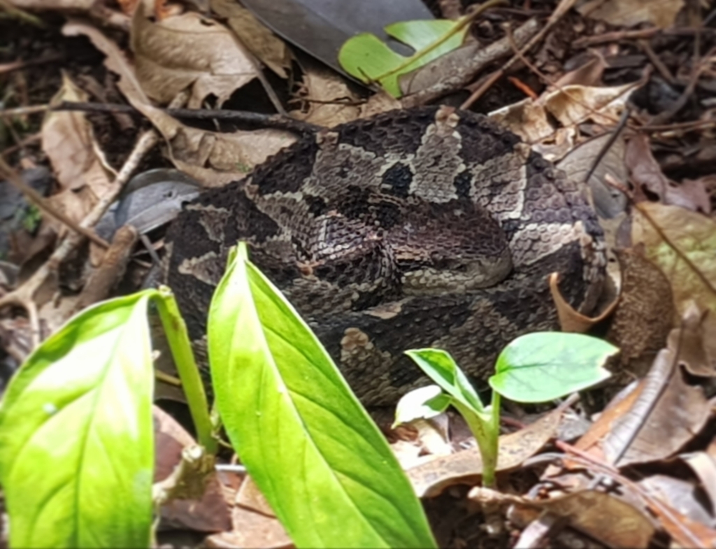 Central American Jumping Pit Viper from Coclé Province, Panama on April
