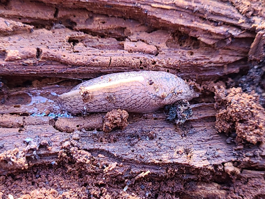 Tandonia kusceri from Henry Farm, North York, ON M2J, Canada on April 8