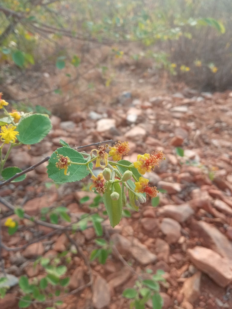 Sandpaper Raisin from Chindepalle, Andhra Pradesh 517619, India on April 9, 2024 at 0732 AM by