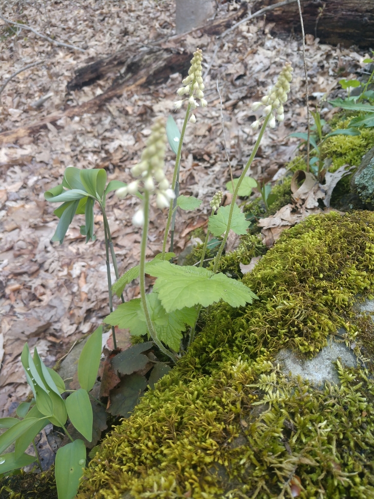 Creeping Foamflower from Deer Lick Cave Loop, Brecksville, OH 44141