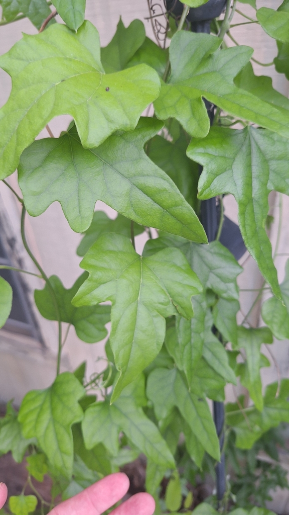 Carolina snailseed from Southridge, Denton, TX, USA on April 15, 2024 at 0609 PM by Samra