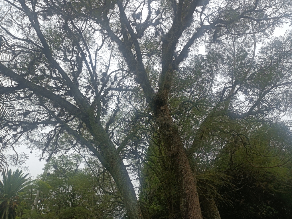 blue jacaranda from RH39+VWQ, Quito 170902, Ecuador on March 22, 2024
