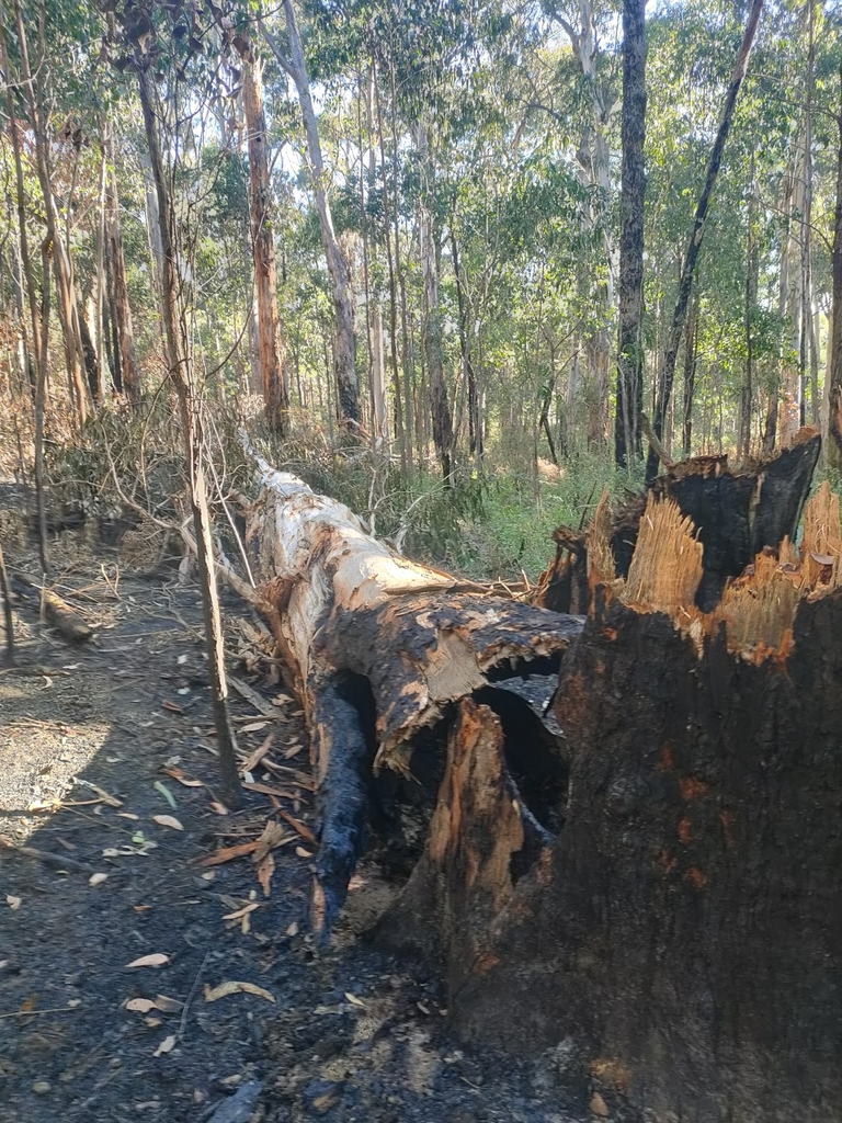 mountain grey gum from Launching Place VIC 3139, Australia on April 22