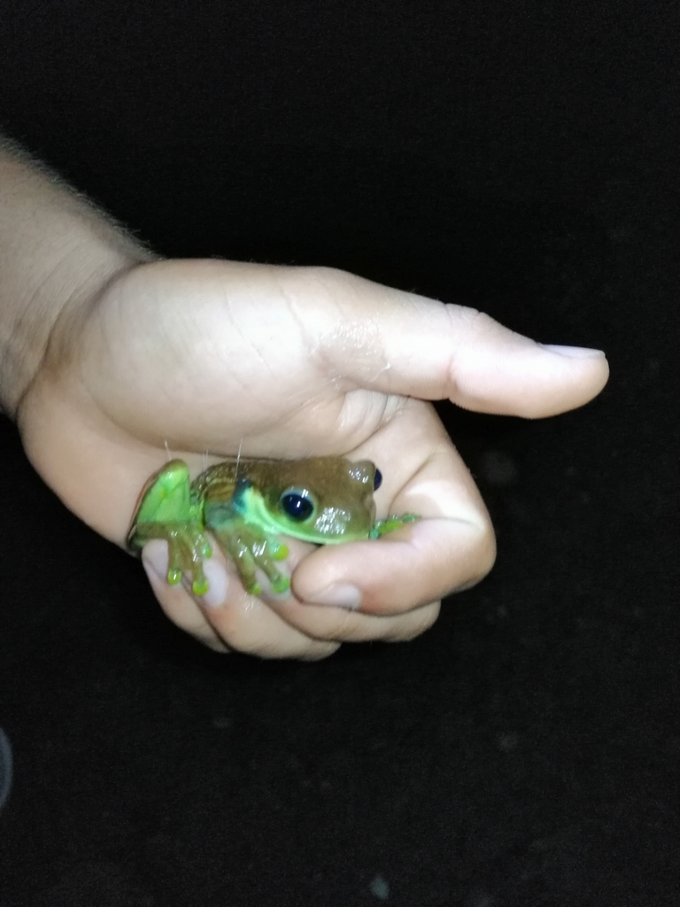 Amazonian Milk Frog from Unnamed Road, Tena, Ecuador on April 29, 2019