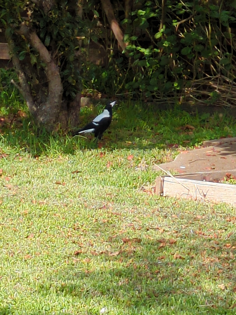 Australian Magpie from Hoppers Crossing Veterinary Clinic & Hospital