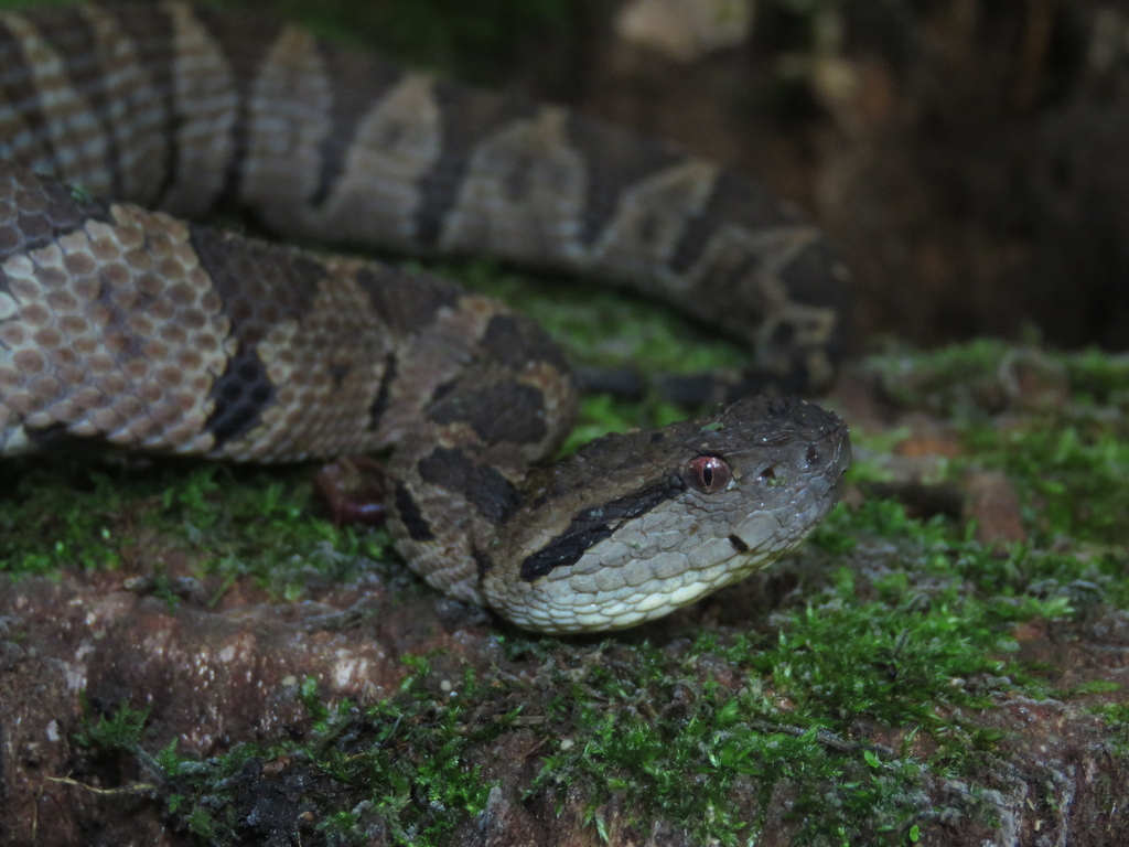 Central American Jumping Pit Viper from Estación Biológica Las Cruces