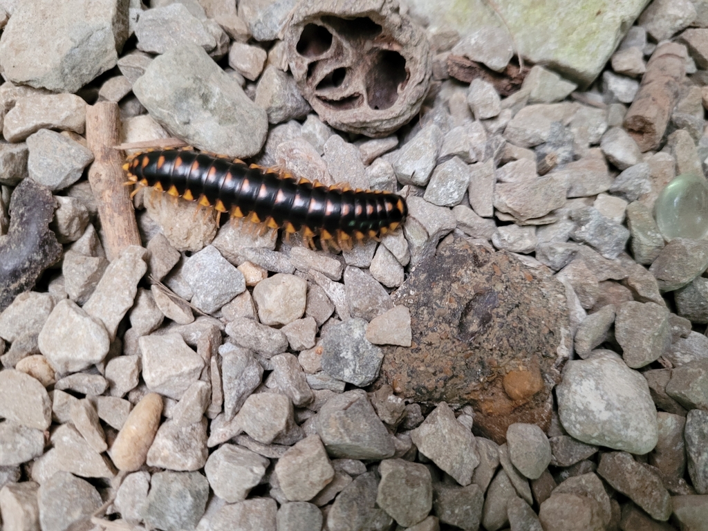 Apheloriini from Rosslyn, KY 40380, USA on May 24, 2024 at 0335 PM by