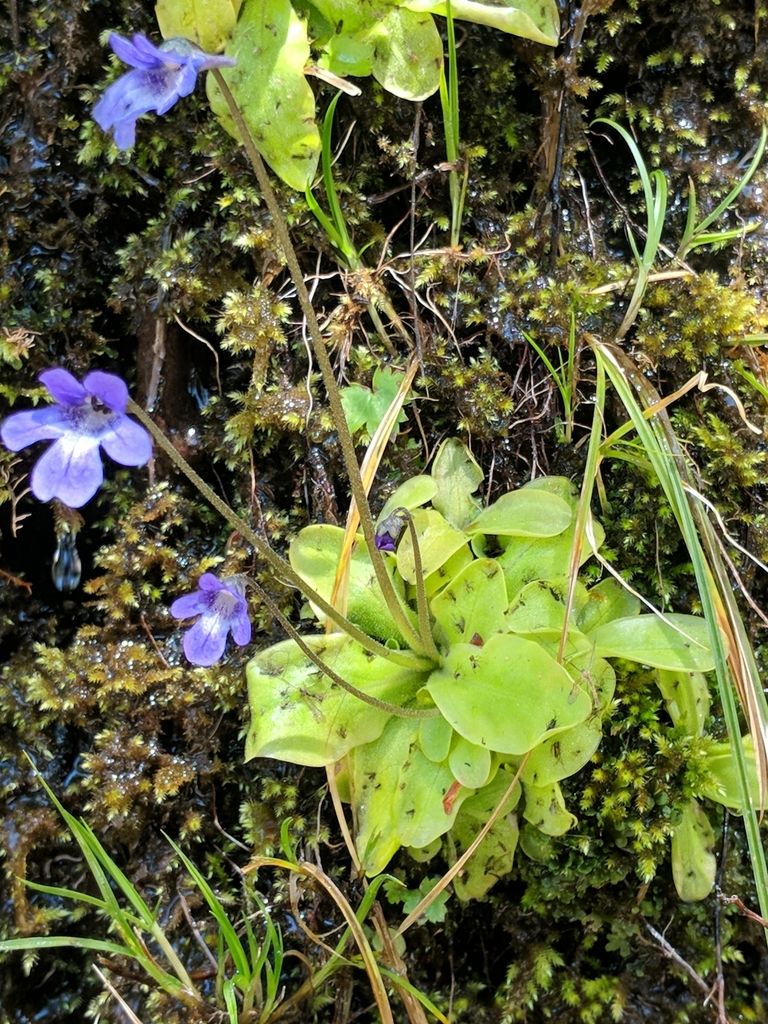 horned butterwort in May 2019 by Mike Tidwell · iNaturalist