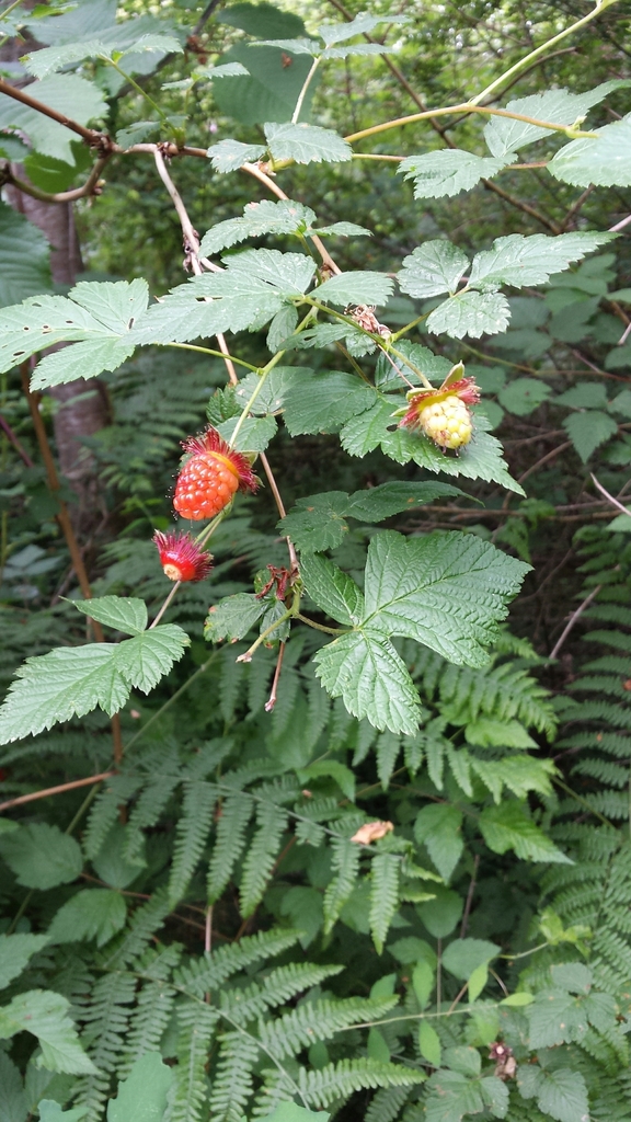 Salmonberry from Friday Harbor, WA 98250 on May 21, 2016 at 1145 AM by