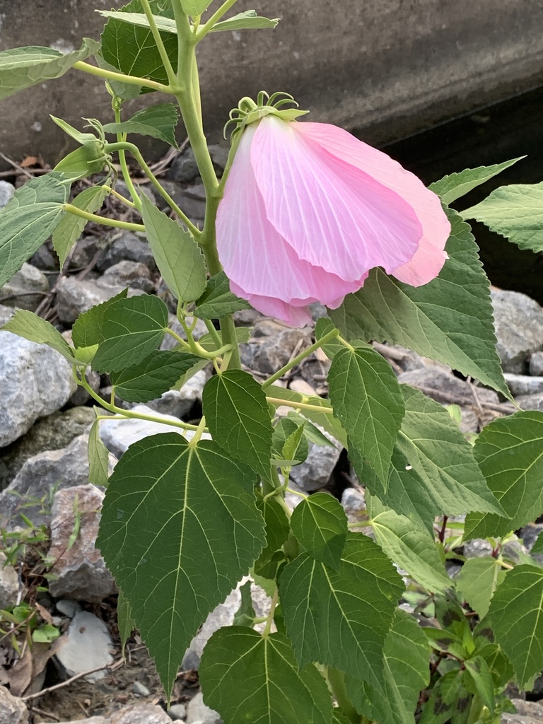 swamp rose mallow from Manchester Rd, Fairview, PA, US on July 23, 2024