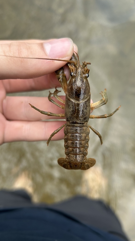 Faxonius from Limestone Creek, Fayetteville, NY, US on September 1