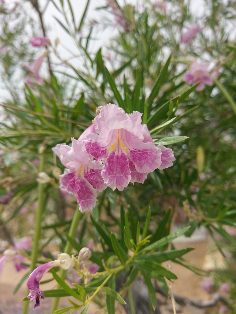 desert willow from Black Canyon City, AZ 85324, USA on June 30, 2019 at