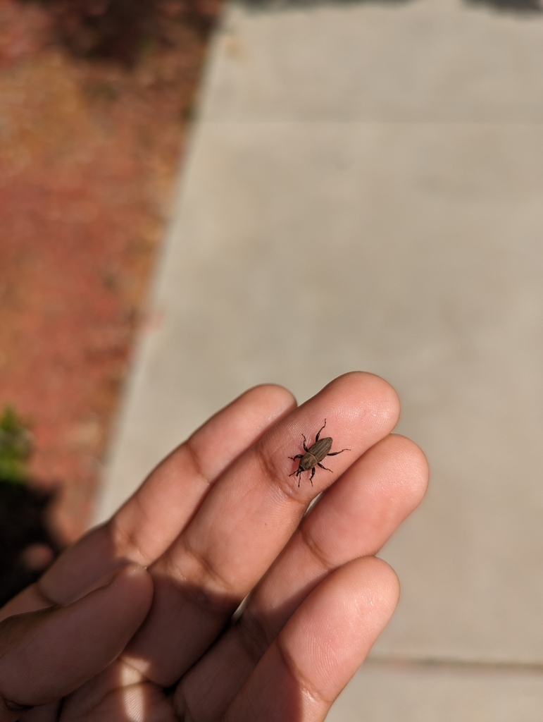 Sphenophorus coesifrons from Fort Valley, GA, USA on September 30, 2024