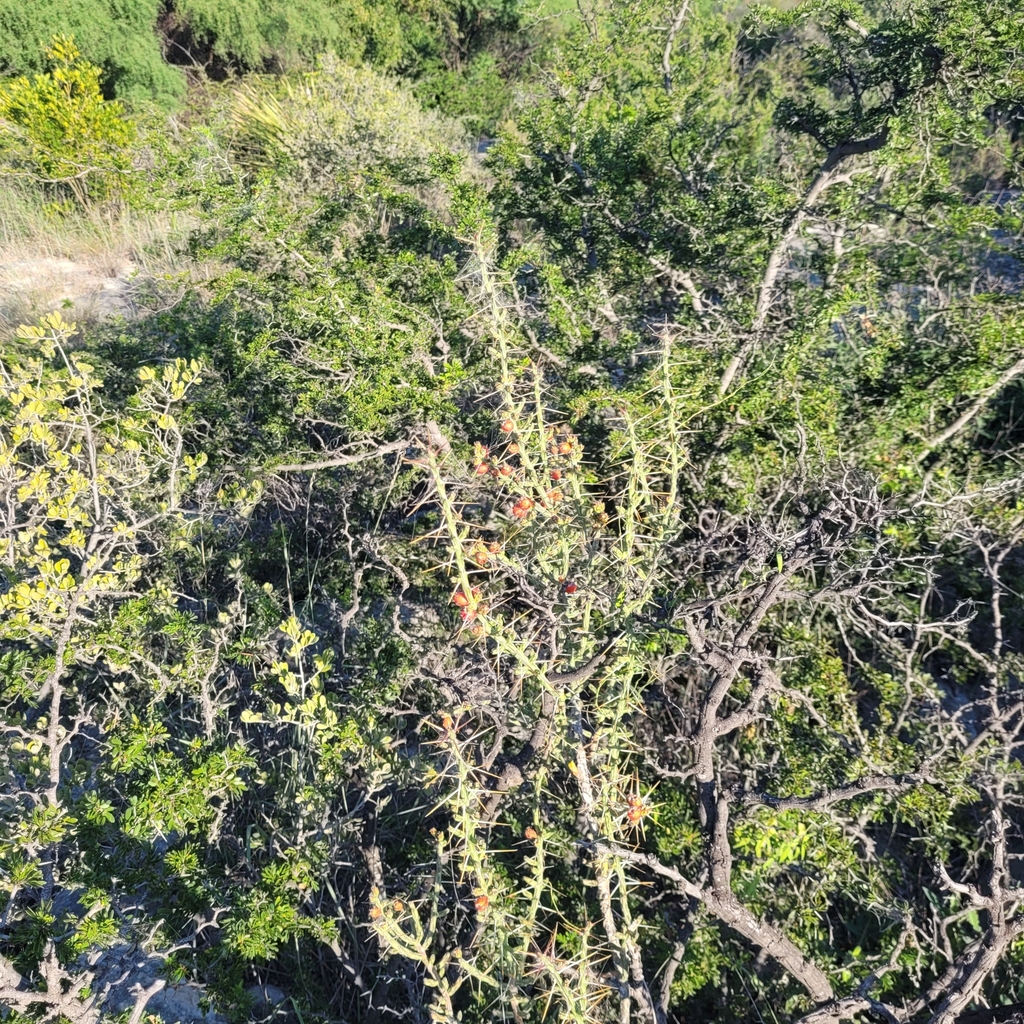 Christmas cholla from Val Verde County, USTX, US on October 5, 2024 at