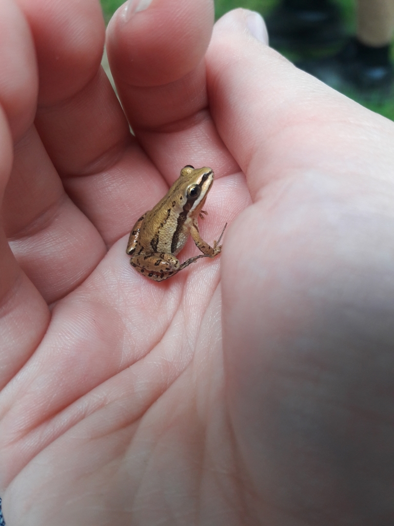 Boreal Chorus Frog from Grey Eagle Township, MN, USA on July 4, 2019 at