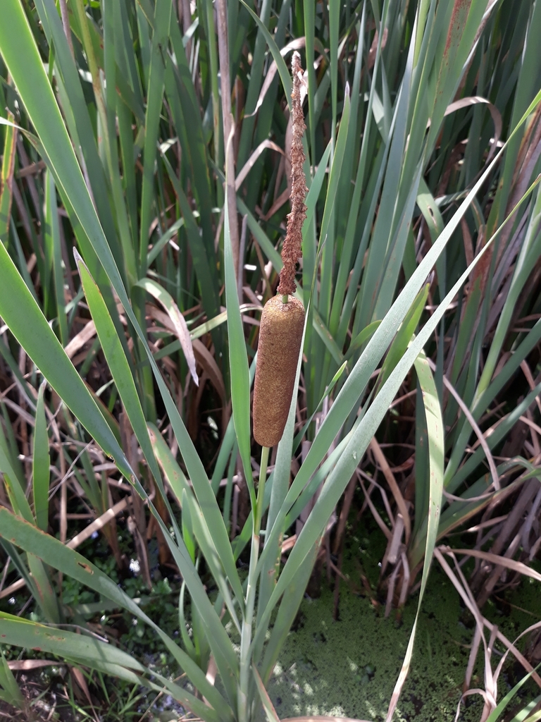 broadleaf cattail from Clarks Corner Harrington, Harrington, DE 19952
